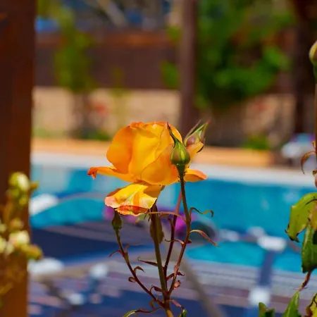 别墅 Sofia Halikounas